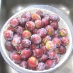 plum harvest august