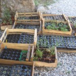 seedlings