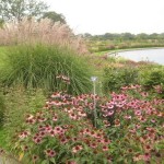 Wisley glasshouse 1