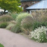 Wisley grasses