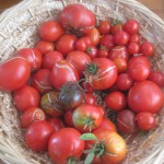 last ripe tomatoes