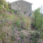 late sept potager flowers