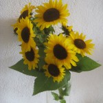 sunflowers September