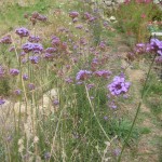 verbena