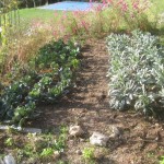 Weeded cabbages