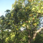 chestnuts 2010