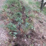 mulched aquilegias