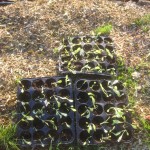 winter lettuce seedlings