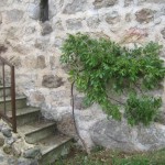wisteria tied in