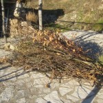 26 sticks for mulching