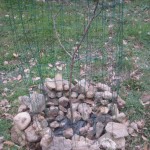 22 mulching orchard trees