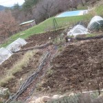 manure on lower veg