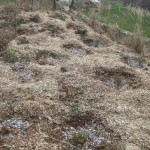 mulching shade garden