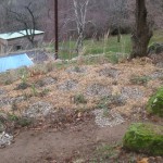 remulched shade garden