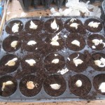 planting garlic