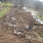 detail of mulch cover