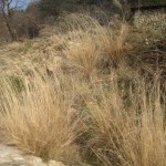 eragrostis before cutting