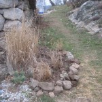 grasses planted walnut walk