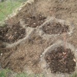 leaf mould on fruit 1