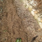 mulched broad beans