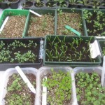 seedlings to pot on