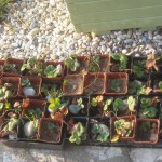 strawberries to plant