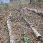 wildflowers planted out