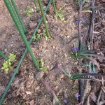 anenomes and sweet peas