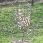 apricot spring