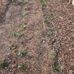 broad beans up