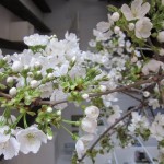cherry blossom detail
