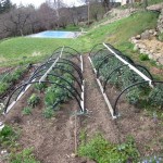 cloches potager re covered