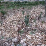 daffs emerging