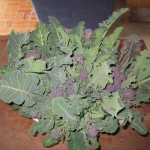 purple sprouting broc