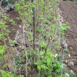 raspberries pruned again