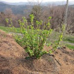 white currant spring