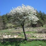 apple tree april