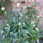 april planters courtyard