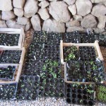 calabert seedlings