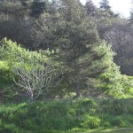 east garden april trees