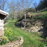 mown walnut path april