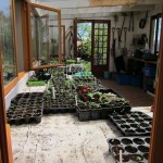 seedlings in shed to go
