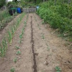 sowing more parsnip