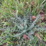 thistle detail