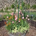 tulips in barrel