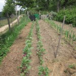 weeded broan beans