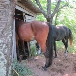 horses in shed