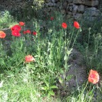 poppies in duck pond