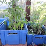 potted up tomatoes