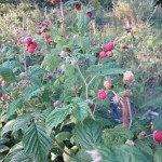 raspberry plants
